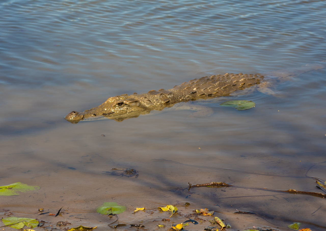 Crocodile sacred