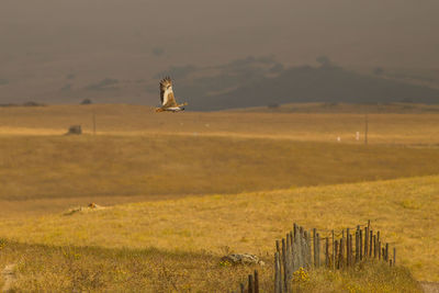 Bird flying over a field