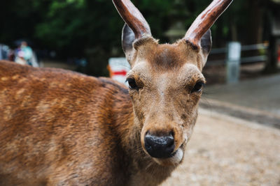 Close-up portrait of a horse