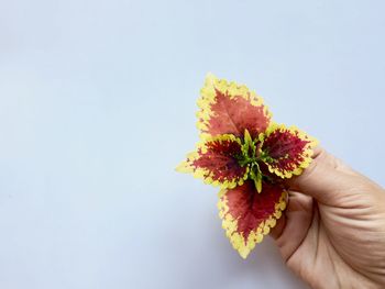 Close-up of hand holding plant against white background