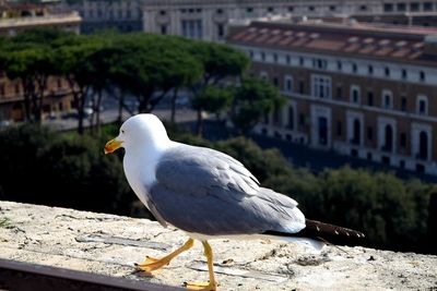 Close-up of seagull perching on wall against building