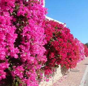 Pink flowers blooming in park