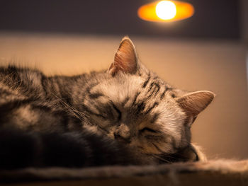 Close-up of cat sleeping