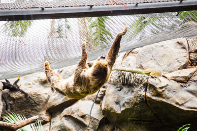 View of a reptile in zoo