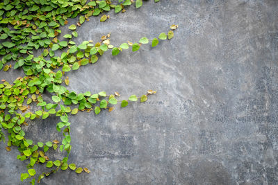 High angle view of ivy growing on wall