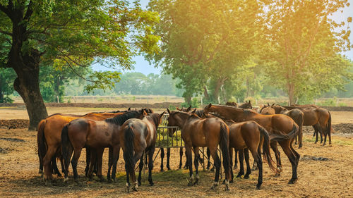 Horse grazing on field