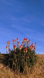 Plants growing on field against sky