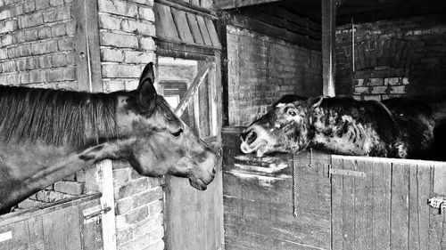 Horses in stable