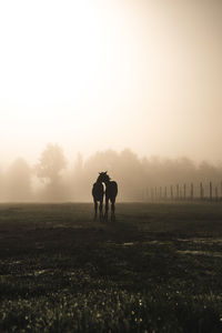 Silhouette horses standing on grassy field against sky during sunset