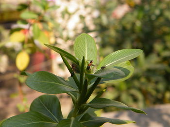 Close-up of green insect on plant