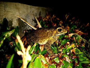 Close-up of frog on field