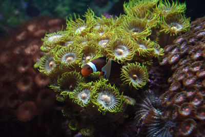 Close-up of clown fish underwater