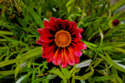 Close-up of red flower