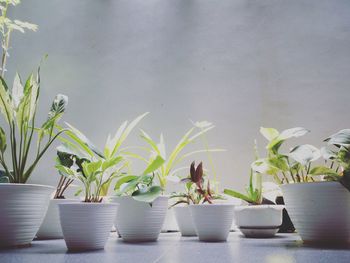 Potted plants on table