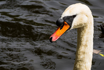 Close-up of swan in lake