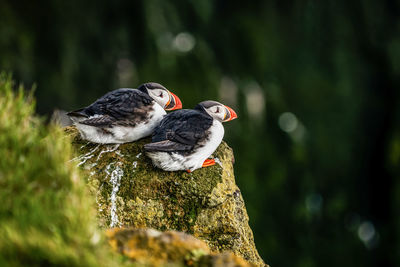 Close-up of birds perching on tree