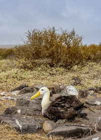 Bird on a field