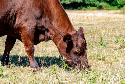 Brown cows grazing on sun dried parched grass in summer