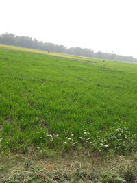 Scenic view of field against clear sky