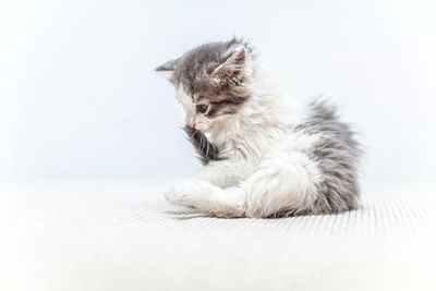 Cat relaxing on white background