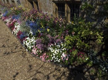 Pink flowering plants in garden