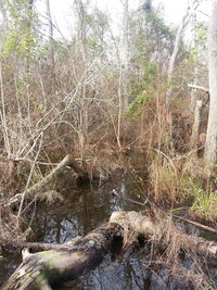 River flowing through forest