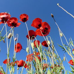 Low angle view of red flowers against blue sky