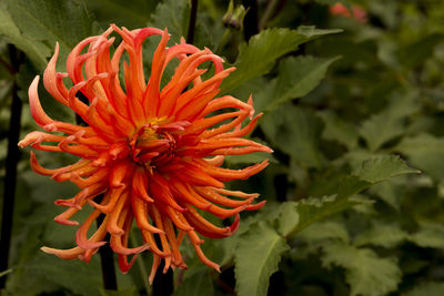 Close-up of orange flower blooming outdoors