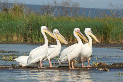 Swans in lake