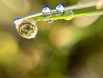 Close-up of water drops on leaf