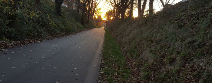 Road passing through forest