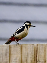 Close-up of bird perching outdoors