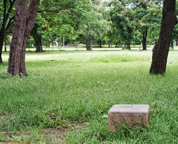 Trees in park