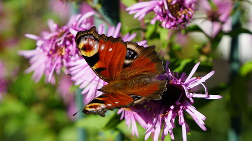 Close-up of butterfly on purple flower