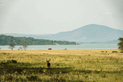 A lone antelope at the shores of lake elementaita in soysambu conservancy in naivasha, kenya