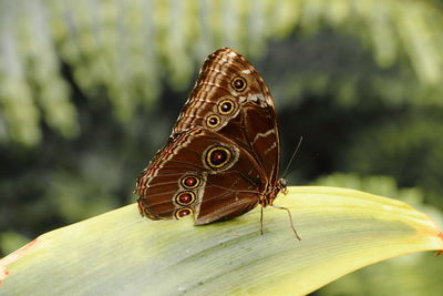 Close-up of butterfly on leaf