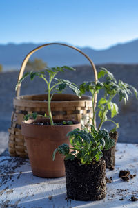 Table top view of gardening or potting bench with young tomato plants, clay pot, garden basket