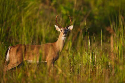 View of deer on field