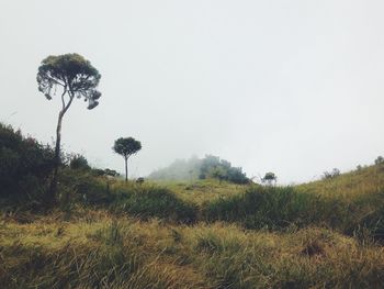 Trees growing on field against clear sky