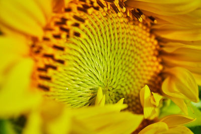 Close-up of sunflower