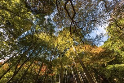 Low angle view of trees in forest during autumn