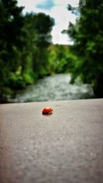 High angle view of ladybug on bridge
