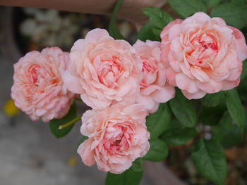 Close-up of pink roses