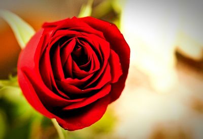 Close-up of red rose