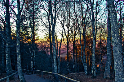 Trees in forest against sky