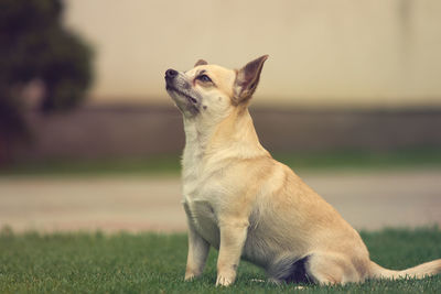 Side view of chihuahua looking away while sitting on grassy field at park