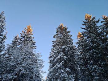 Low angle view of pine trees against sky during winter