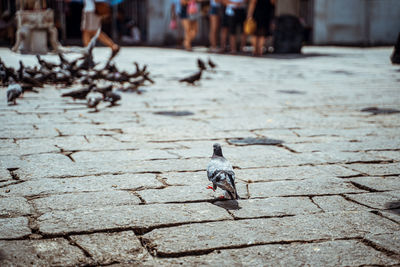 View of pigeons on footpath