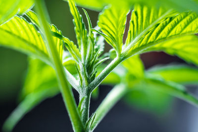 Close-up of fresh green plant