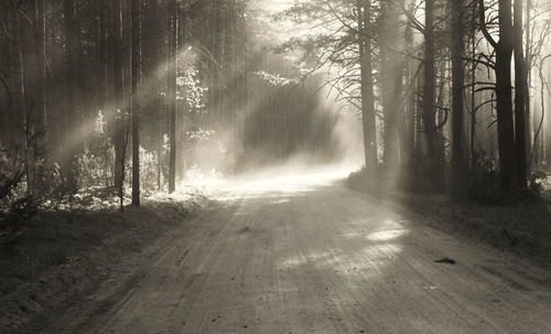 Scenic view of forest